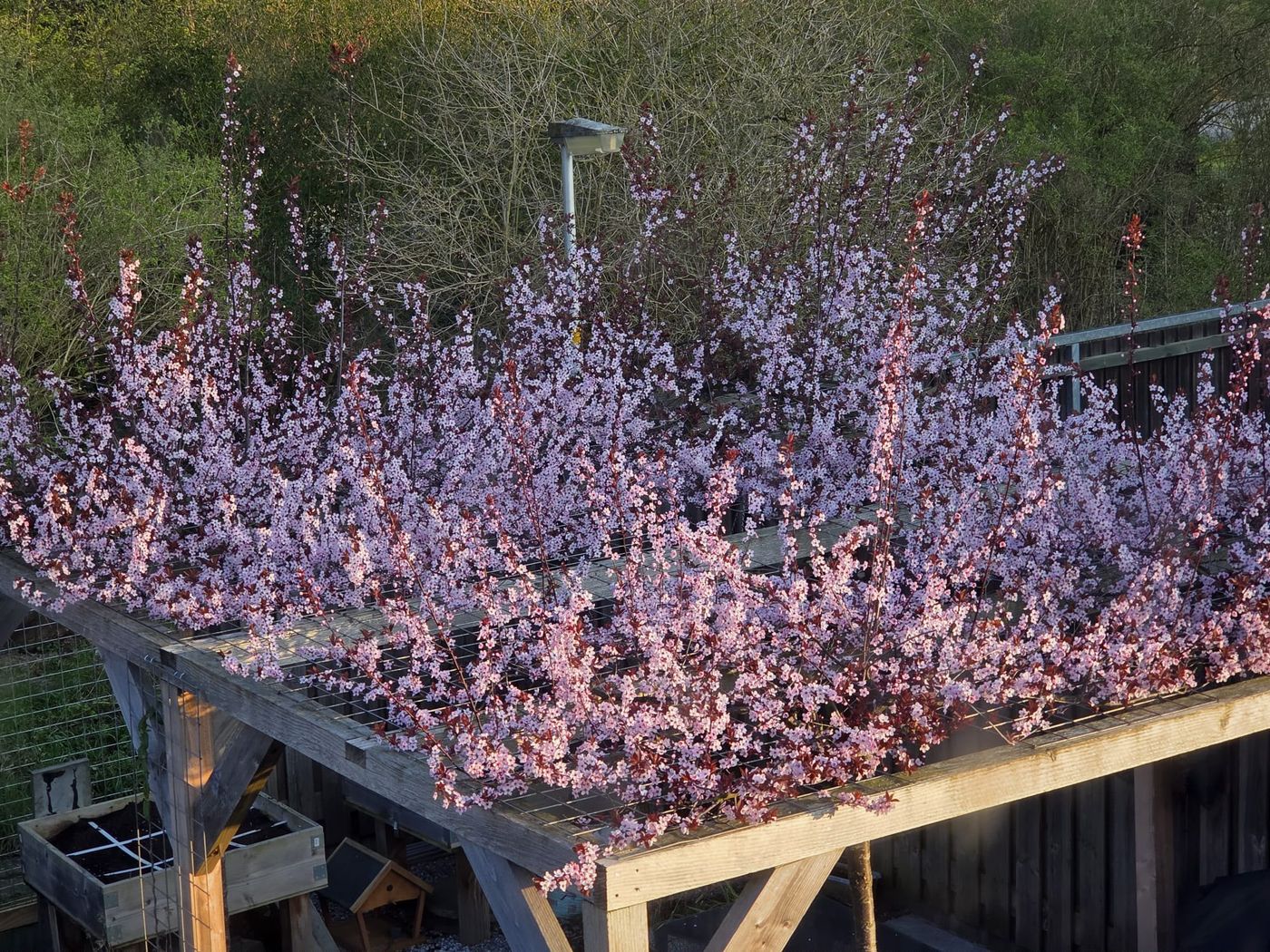 Border vol paarse en roze beplanting